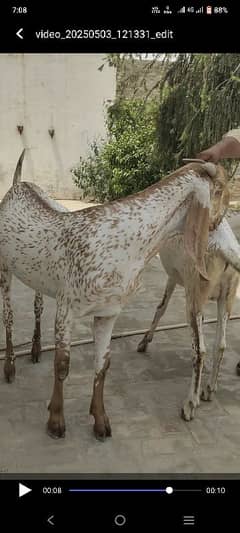 2 daant khaci bakry