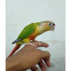 Pineapple Conure Hand Tame 6 Months High Red Factor