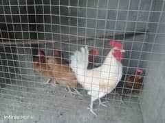 Golden misri hens for sale