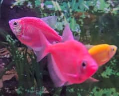 3 High Quality Color Tetra