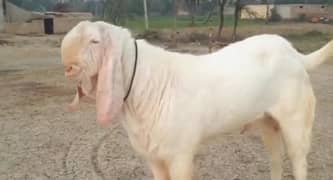 desi beetal Bakra for sale 03207375847