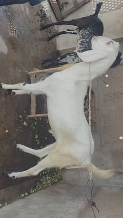 Muhammad puri (honor) bakra for sale.