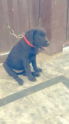 Labrador