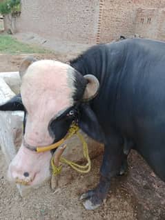 janwar for qurbanii, katta , jhotta
