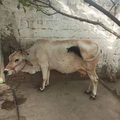 qurbani keley cow demands 180k