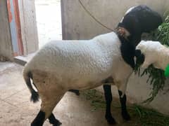 Qurbani k dumbe