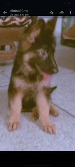 German shepherd female available for sale healthy and active