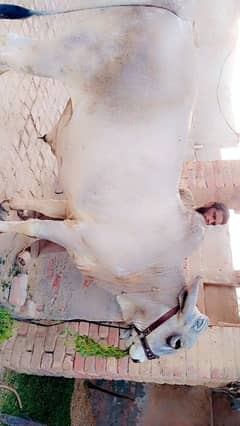 briman
