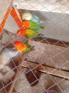 love bird pair for sale