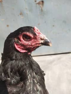 Aseel pokhai