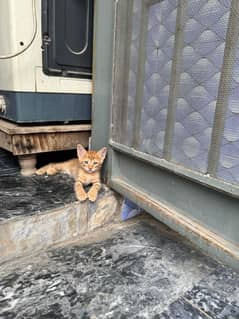 kitten pair available