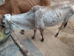 khubsurat bachri for qurbani