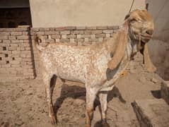 مکھی