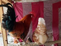 Desi hens pair breeder