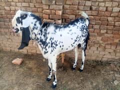 Bakra for sale