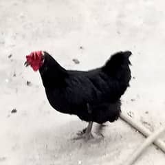 Bantam Breeder Pairs for sale