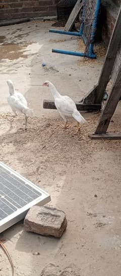 Heera Aseel breeder pathe pair