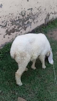 sheep