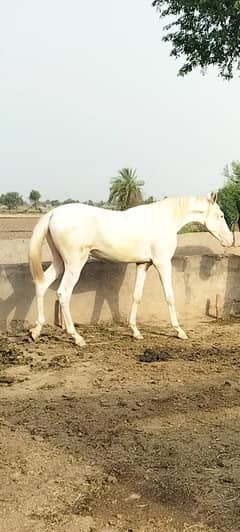 Nukra wachera for sale