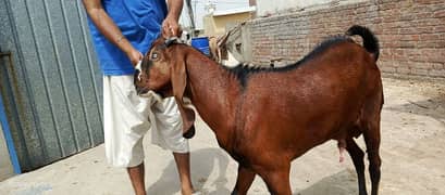 two goats bakry for sale special eid