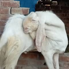 baber sher
