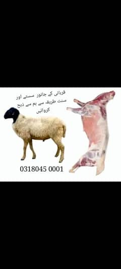 bakra