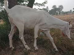 Suitable for qurbani