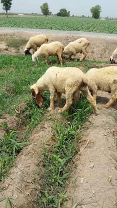 chattra Bakra in a reasonable price