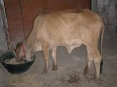 Bachrie for sale 2 dant