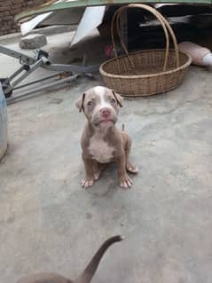 pitbull