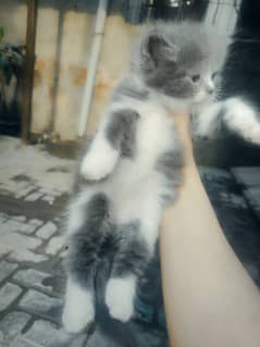 percian