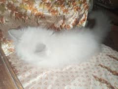 Persian Cat