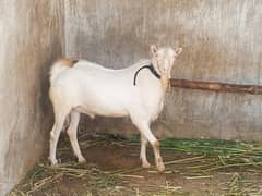 andu bakra for sale