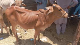qurbani 2025 bull available for sale
