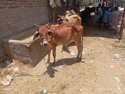 qurbani 2025 bull available for sale with delivery