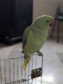 Ringneck Green tamed