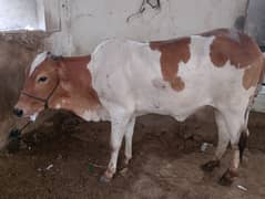 qurbani cows 2 dant for sale 03002695819