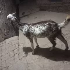 Female Goat For Sale