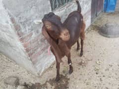 Bakra donda hi  desi hai
