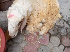 Urgent Sale donda chatara healthy & Active 31 KG +