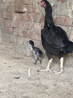 aseel hight quality chick 03434907908