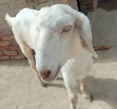 Bakra for sale qurbani ke liye0/310/ 7497/051