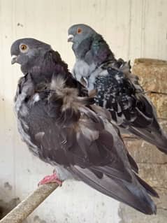 Maltese Imported Pair