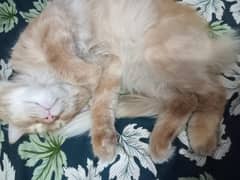 Persian
