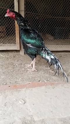 Lasani chicks