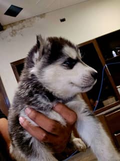 Pedigree husky male female puppies