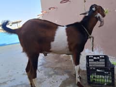 Goat Available For Sale In Gulistan-E-Johuar Block 19