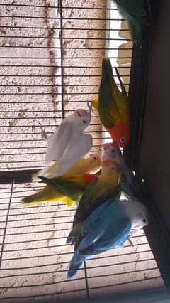 3 pair with chick top quality bird
