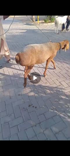 Turki Dumbi