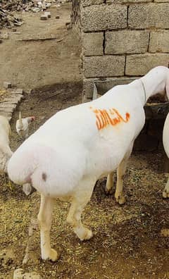 دنبہ دو دانت نر
